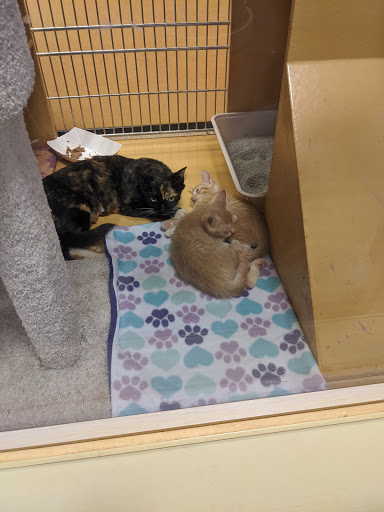 Pet Supply Store «PetSmart», reviews and photos, 6001 Wesley Grove Blvd, Wesley Chapel, FL 33544, USA