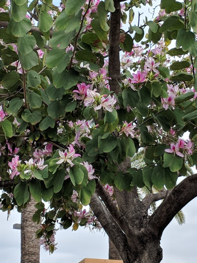 Fast Food Restaurant «Chick-fil-A», reviews and photos, 24011 El Toro Rd, Laguna Hills, CA 92653, USA