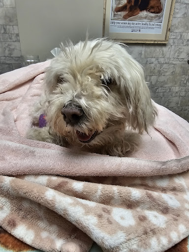 Avon Lake Animal Clinic: Mills Brian N DVM image