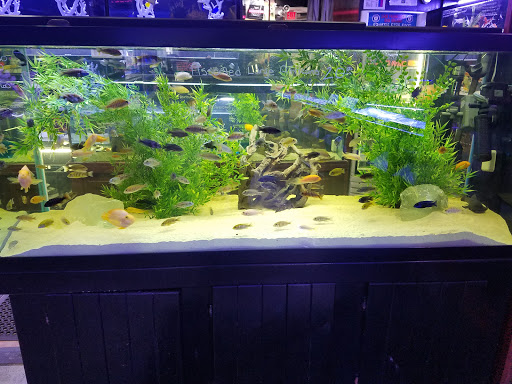 Pet Store «Total Aquariums», reviews and photos, 325 Sunrise Hwy, Lynbrook, NY 11563, USA