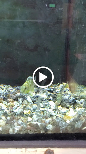 Pet Store «Everything Pet», reviews and photos, 3616 N Fry Rd, Katy, TX 77449, USA