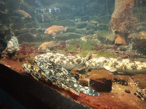 Aquarium «Seaside Aquarium», reviews and photos, 200 N Prom, Seaside, OR 97138, USA