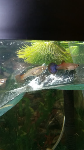 Fish Farm «Aquarium & Garden Inc.», reviews and photos, 1610 S 341st Pl f, Federal Way, WA 98003, USA