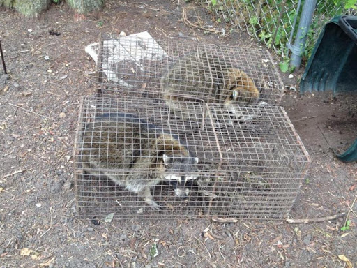 Humane Raccoon Removal Sacramento