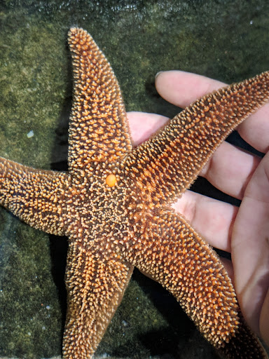 Aquarium «South Carolina Aquarium», reviews and photos, 100 Aquarium Wharf, Charleston, SC 29401, USA