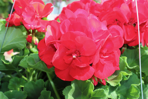 Farm «Pope Farms Produce & Garden Center», reviews and photos, 6501 W 28th St, Greeley, CO 80634, USA