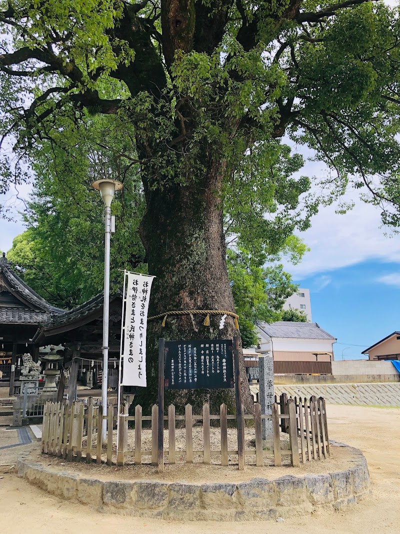 挙母神社のクス