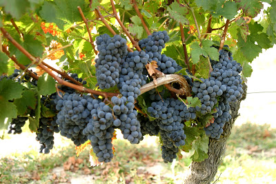 Vignoble de la Rodaie - Cousseau - Boireau à Saint-Nicolas-de-Bourgueil