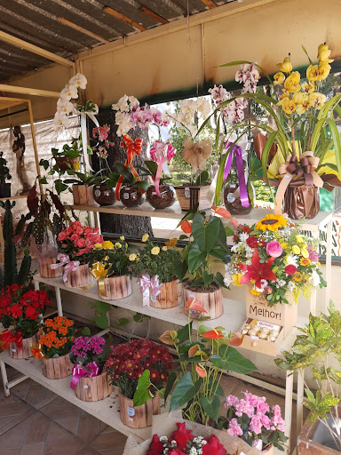 Logo da empresa - Orquídea Flores e Presentes