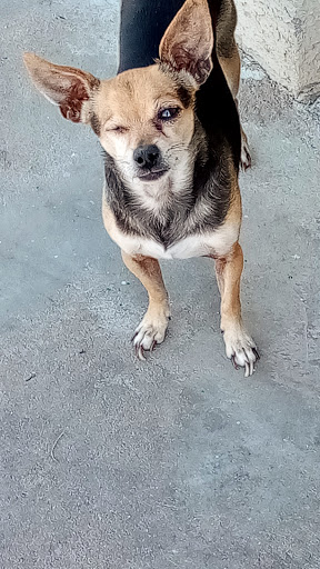 Shopping Mall «Westgate Entertainment District», reviews and photos, 6751 N Sunset Blvd, Glendale, AZ 85305, USA