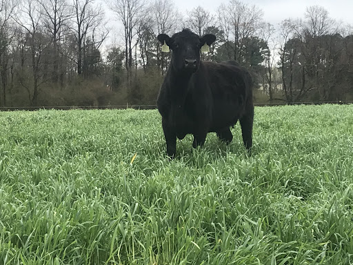 Newton Grove Livestock & Meat