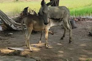 Vedha Donkey Farms image