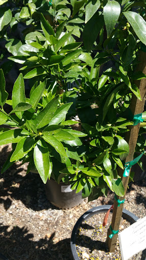 Florist «Bald Mountain Nursery», reviews and photos, 6195 Bald Mountain Rd, Browns Valley, CA 95918, USA