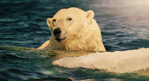 Museum «National Geographic Museum», reviews and photos, 1145 17th Street NW, Washington, DC 20036, USA