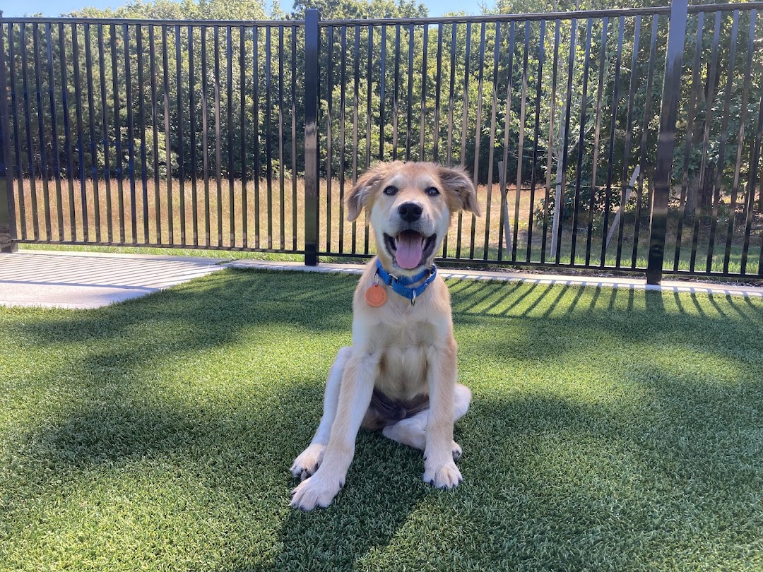 Home For Good Dog Rescue Inc