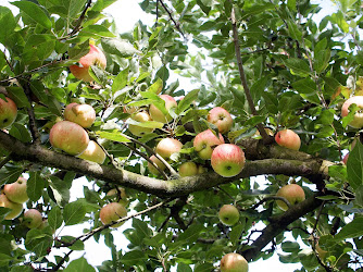 Verein Obstsortensammlung Roggwil