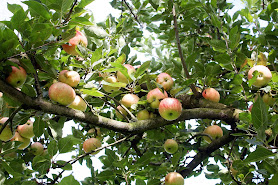 Verein Obstsortensammlung Roggwil