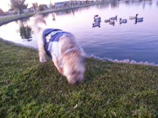 Park «Trailside Point Park», reviews and photos, 7215 W Vineyard Rd, Laveen Village, AZ 85339, USA