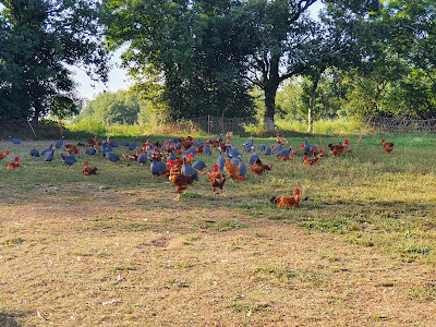 La ferme de Fontinelle à Rieupeyroux