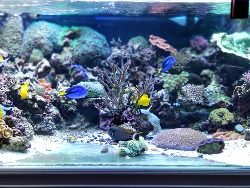 Aquarium «Marine EXTREMES», reviews and photos, 6257 E 21st St N, Wichita, KS 67208, USA