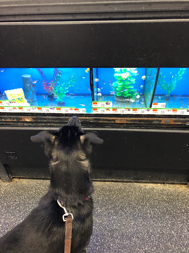 Shopping Mall «Shillington Shopping Center», reviews and photos, 502 E Lancaster Ave, Reading, PA 19607, USA