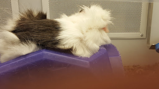 Pet Supply Store «Petco Animal Supplies», reviews and photos, 474 228th Ave NE, Sammamish, WA 98074, USA