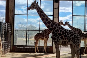 Giraffenhaus image