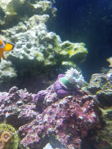 Tropical Fish Store «Aquarium Artisans», reviews and photos, 8005 Plainfield Rd #11, Cincinnati, OH 45236, USA