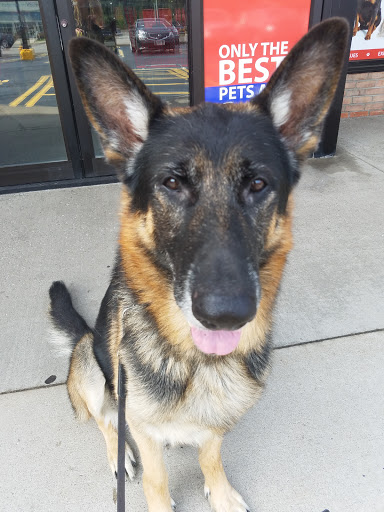 Pet Store «PetSaver Healthy Pet Superstore (Brighton Location)», reviews and photos, 2947 Monroe Ave, Rochester, NY 14618, USA