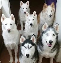 Pet Planet Mountainside Plaza Ahwatukee - Car repair in Phoenix, AZ, Chandler - Rated 4.8/5