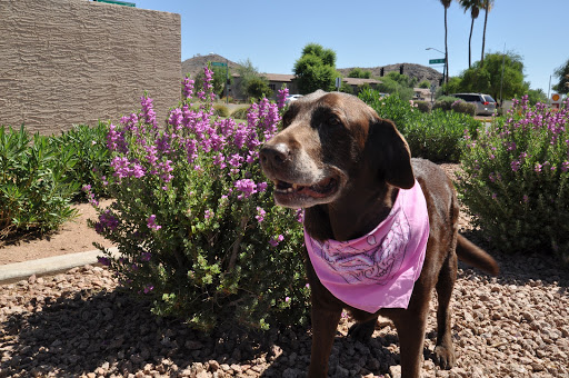 Foothills Animal Hospital