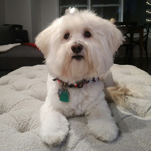 Photo of Pet Angel - dog walking and petsitting