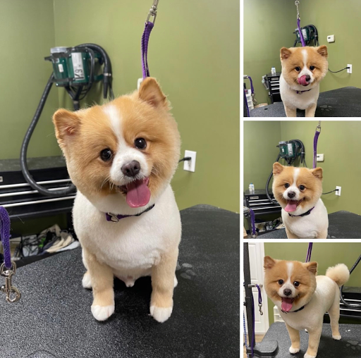 Pet Supply Store «EarthWise Pet Supply», reviews and photos, 3300 Hamilton Mill Rd #103, Buford, GA 30519, USA