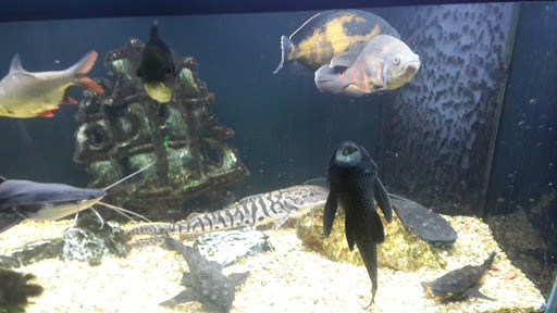 Pet Store «Fish Bowl Aquarium & Pet Mart», reviews and photos, 725 Providence St, West Warwick, RI 02893, USA