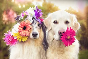 Wild Flower Pet Spa image