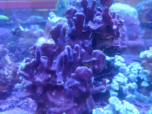 Pet Store «Pet Central», reviews and photos, 1200 Smallhouse Rd, Bowling Green, KY 42104, USA