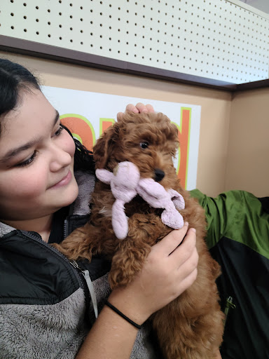 Pet Store «Petland», reviews and photos, 1514 Stonecreek Dr, Pickerington, OH 43147, USA