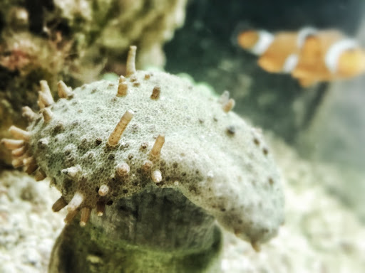 Pet Supply Store «Milwaukee Aquatics», reviews and photos, 3946 S Howell Ave, Milwaukee, WI 53207, USA