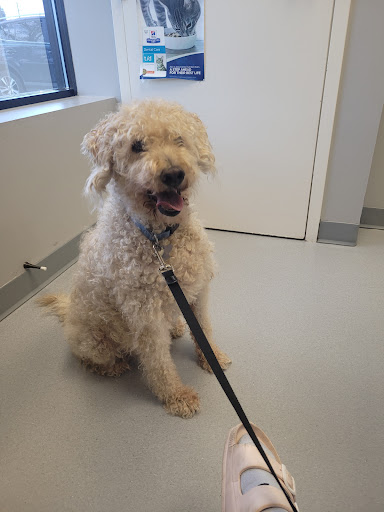 Duncan Animal Hospital Ltd image