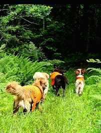 The Lucky Dog Squad - Photo 1 - Car repair in Monson, MA, Springfield