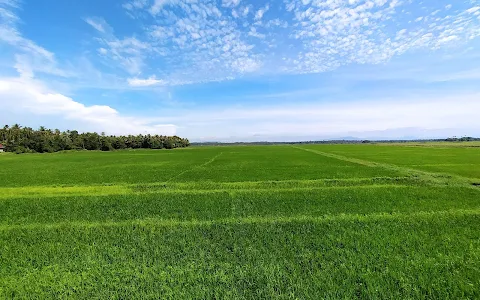 Munayam Paddy Fields image