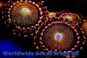 Worldwide Ocean Frags UK image
