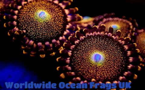 Worldwide Ocean Frags UK image