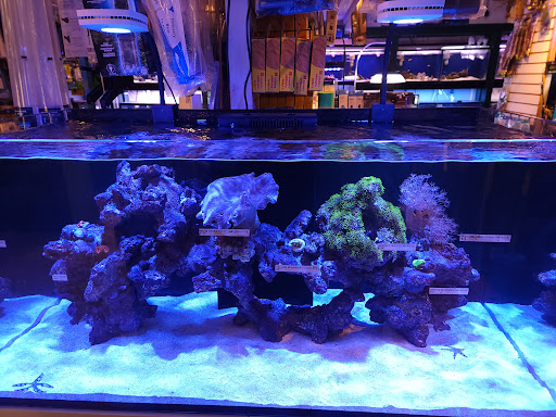 Pet Store «Aquarium Designs», reviews and photos, 15229 San Pedro Ave, San Antonio, TX 78232, USA