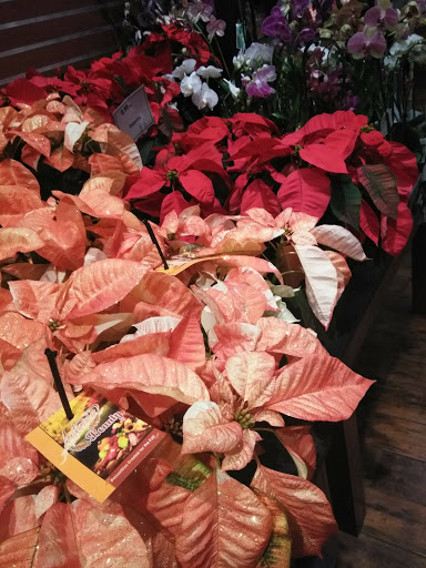 Grocery Store «The Fresh Market», reviews and photos, 1320 McFarland Blvd E #100, Tuscaloosa, AL 35401, USA