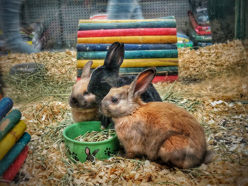 Pet Store «Petland», reviews and photos, 5470 Dixie Hwy, Fairfield, OH 45014, USA