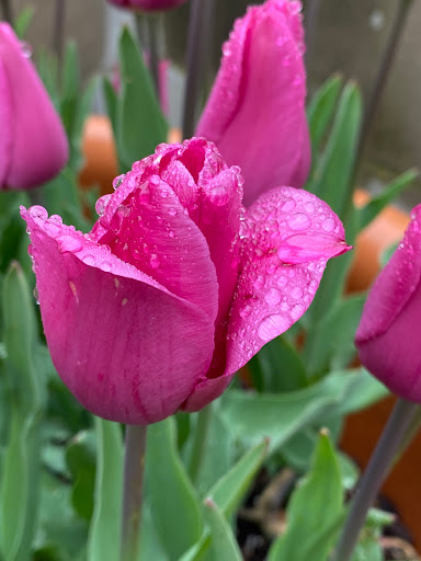 Art Museum «The Heckscher Museum of Art», reviews and photos, 2 Prime Ave, Huntington, NY 11743, USA