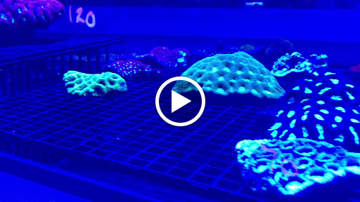 Aquarium «Aquatic Jewels», reviews and photos, 2141 Stirling Rd, Fort Lauderdale, FL 33312, USA