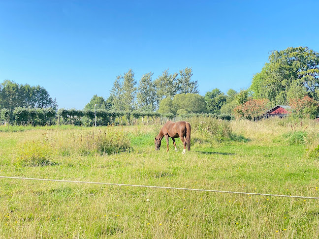 Anmeldelser af Ringe Fri-og Efterskole i Nyborg - Skole