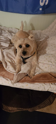 Store «Country Pet Shoppe», reviews and photos, 11132 NE 2nd St, Kingston, WA 98346, USA